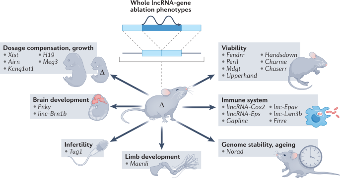 Long non-coding RNAs: definitions, functions, challenges and recommendations