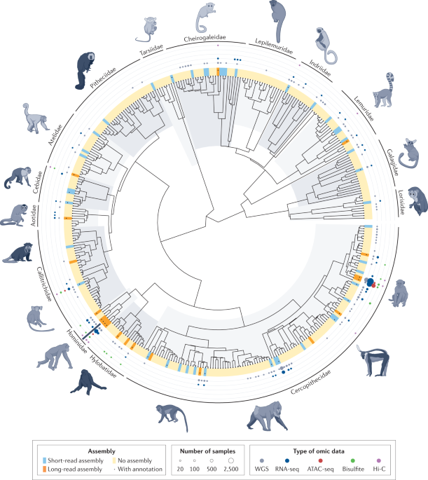 Current advances in primate genomics: novel approaches for understanding evolution and disease