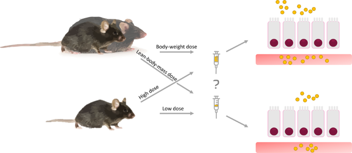 The intestinal permeability marker FITC-dextran 4kDa should be dosed according to lean body mass in obese mice