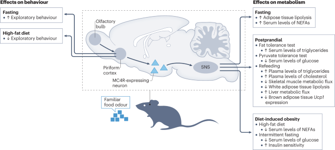 Food odour recognition adjusts systemic metabolism to nutrient availability
