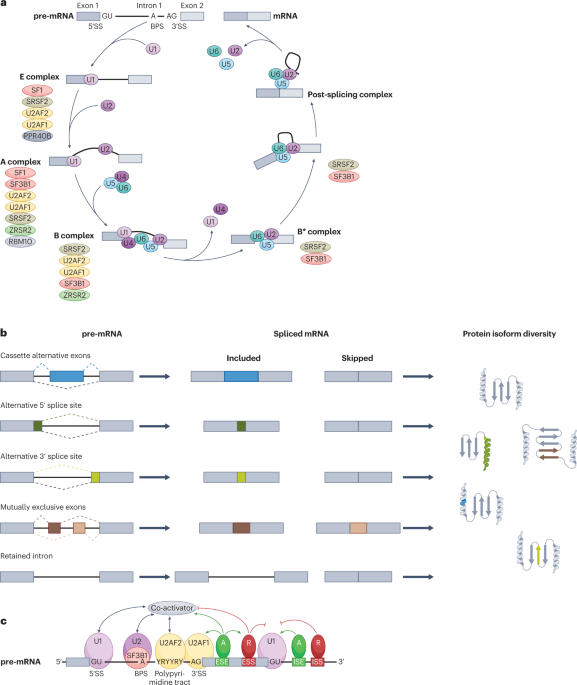 RNA splicing dysregulation and the hallmarks of cancer