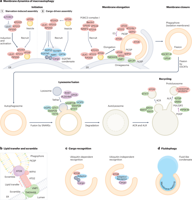 Autophagy genes in biology and disease