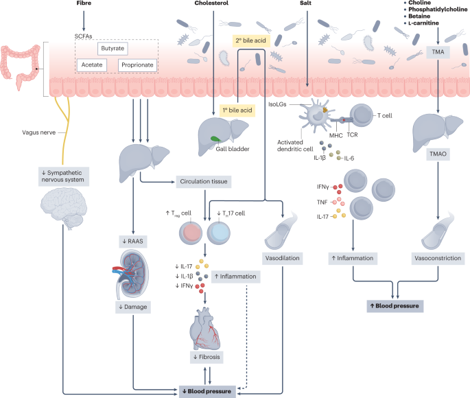 The gut microbiome and hypertension