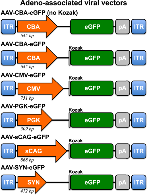 Improving adeno-associated viral (AAV) vector-mediated transgene expression in retinal ganglion cells: comparison of five promoters