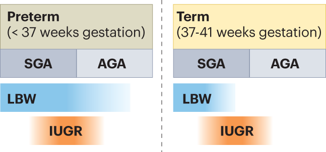 The impact of intrauterine growth restriction and prematurity on nephron endowment