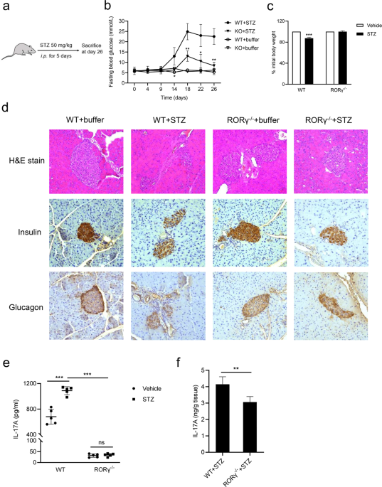 Ginseng-derived panaxadiol ameliorates STZ-induced type 1 diabetes through inhibiting RORγ/IL-17A axis