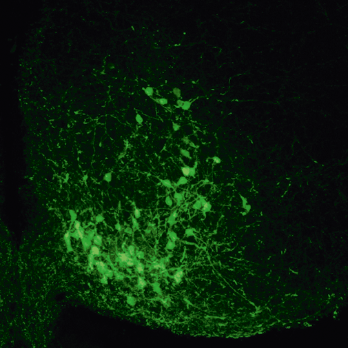 A fresh look at kisspeptin neuron synchronization