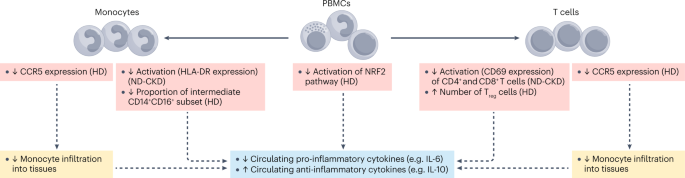 Exercise and chronic kidney disease: potential mechanisms underlying the physiological benefits