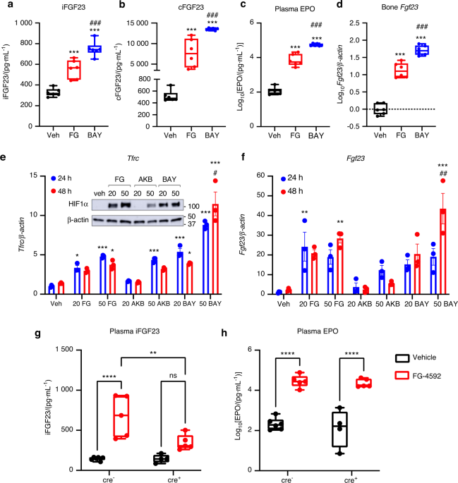 Osteocyte Egln1/Phd2 links oxygen sensing and biomineralization via FGF23