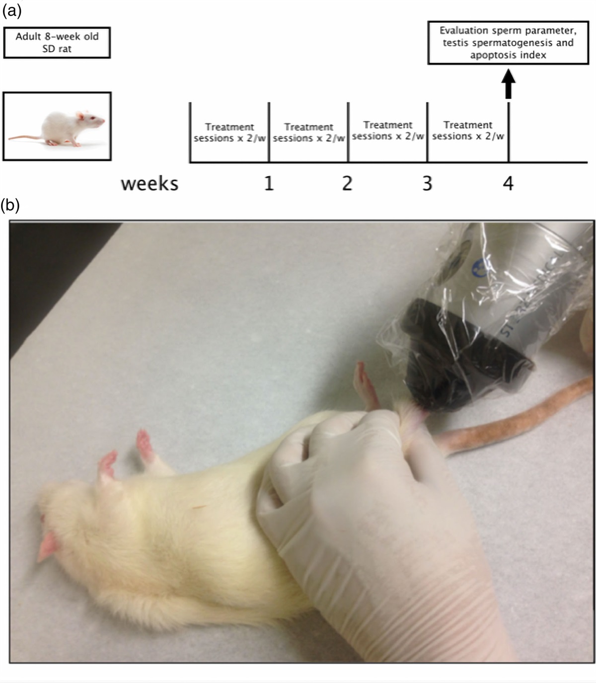 The impact of low-intensity extracorporeal shock waves on testicular spermatogenesis demonstrated in a rat model