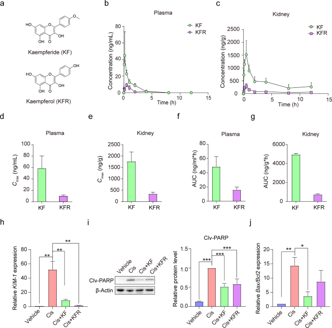 Kaempferide ameliorates cisplatin-induced nephrotoxicity via inhibiting oxidative stress and inducing autophagy