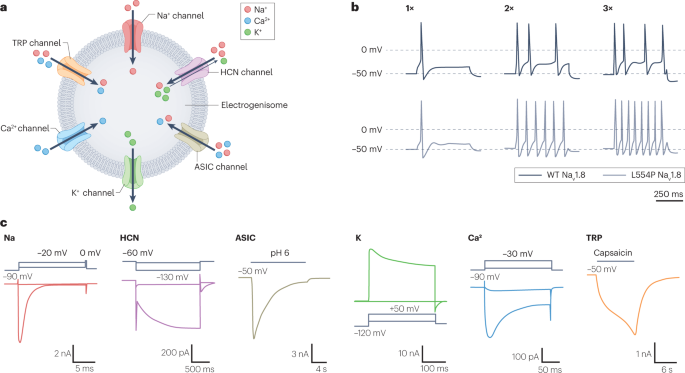 Gene therapy for chronic pain: emerging opportunities in target-rich peripheral nociceptors