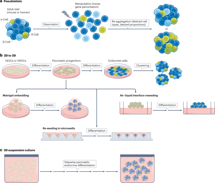 Towards a better understanding of diabetes mellitus using organoid models