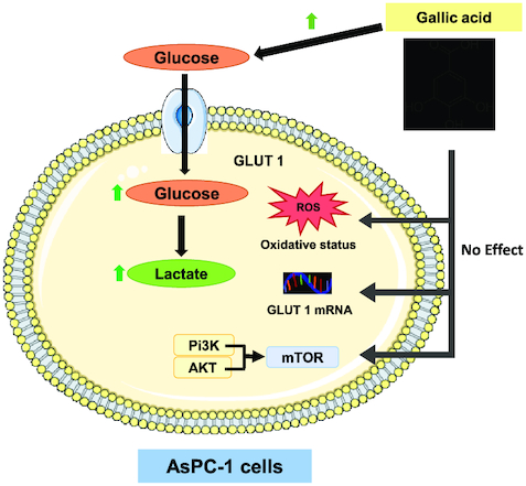 Gallic acid markedly stimulates GLUT1-mediated glucose uptake by the AsPC-1 pancreatic cancer cell line