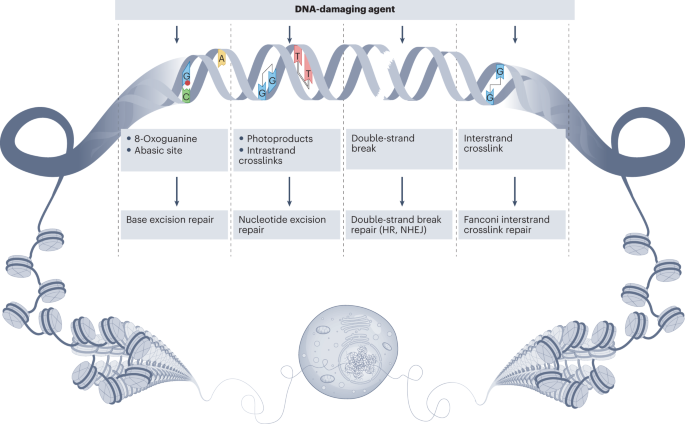 Pathological consequences of DNA damage in the kidney