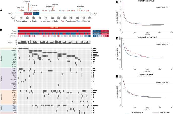 Alterations of cohesin complex genes in acute myeloid leukemia: differential co-mutations, clinical presentation and impact on outcome