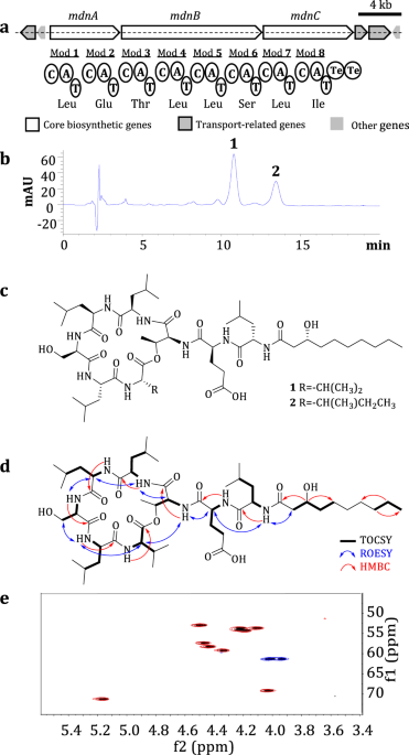 Genome mining and chemical characterization of a new cyclic lipopeptide associated with MDN-0066 from Pseudomonas moraviensis HN2 cultured in a valine-rich medium