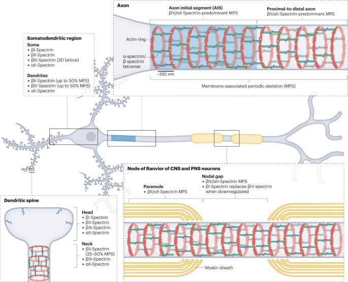 Spectrins: molecular organizers and targets of neurological disorders