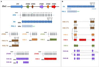CFH and CFHR structural variants in atypical Hemolytic Uremic Syndrome: Prevalence, genomic characterization and impact on outcome