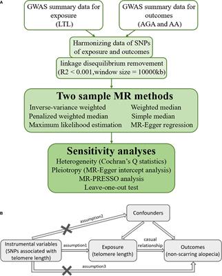 Association between genetically predicted leukocyte telomere length and non-scarring alopecia: A two-sample Mendelian randomization study