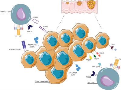 γδ T cells and their clinical application in colon cancer