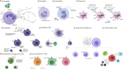 Immune responses in mildly versus critically ill COVID-19 patients