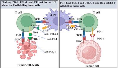 Interleukin-34 and immune checkpoint inhibitors: Unified weapons against cancer