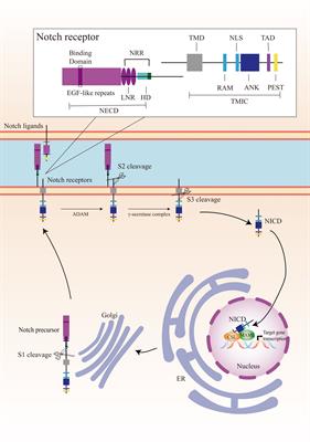 Notch signaling, hypoxia, and cancer
