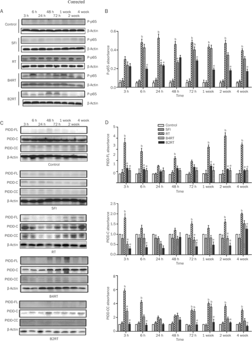Author Correction: Shenqi Fuzheng Injection attenuates irradiation-induced brain injury in mice via inhibition of the NF-κB signaling pathway and microglial activation