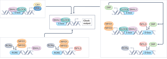 Metabolism and exercise: the skeletal muscle clock takes centre stage