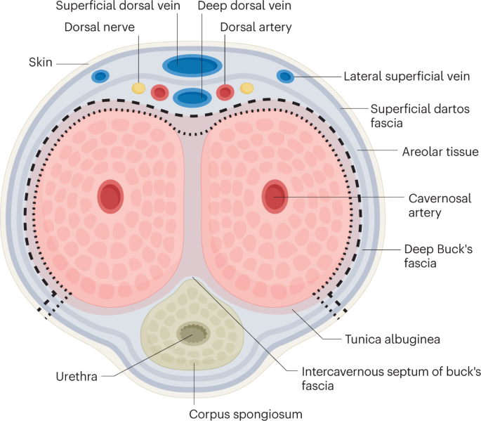 Principles and outcomes of gender-affirming vaginoplasty