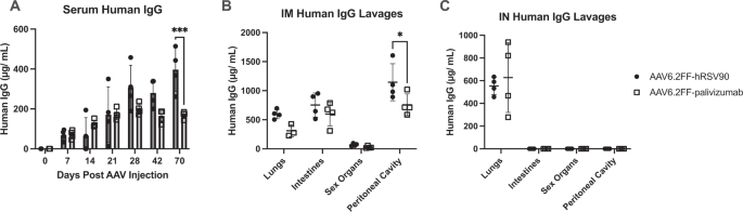 Antibody-based protection against respiratory syncytial virus in mice and their offspring through vectored immunoprophylaxis