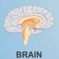 ﻿Drug delivery to the brain – lipid nanoparticles-based approach