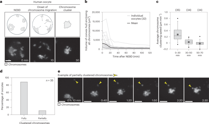 Actin-driven chromosome clustering facilitates fast and complete chromosome capture in mammalian oocytes