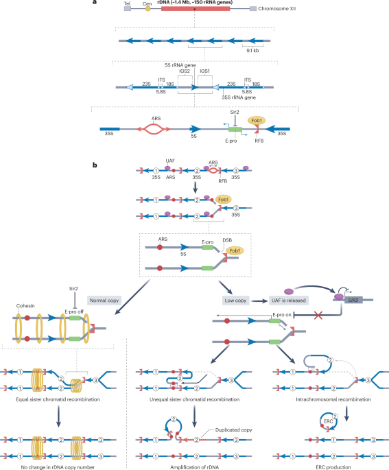Regulation of ribosomal RNA gene copy number, transcription and nucleolus organization in eukaryotes