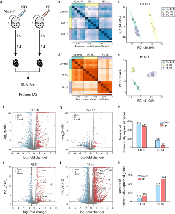 Dual-omics reveals temporal differences in acute sympathetic stress-induced cardiac inflammation following α1 and β-adrenergic receptors activation