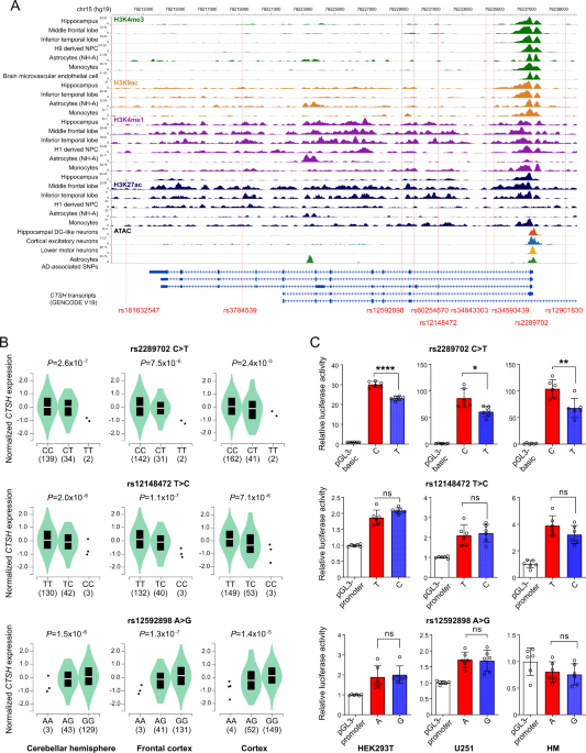 Functional genomics identify causal variant underlying the protective CTSH locus for Alzheimer’s disease