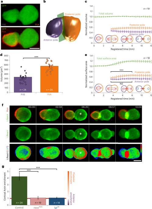 Polarized branched Actin modulates cortical mechanics to produce unequal-size daughters during asymmetric division