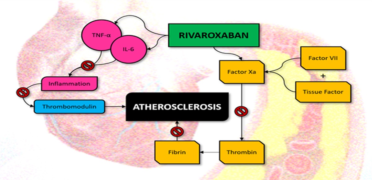 Dual Pathway Inhibition of Coagulation and Inflammation With Rivaroxaban: A New Therapy Paradigm Against Atherosclerosis