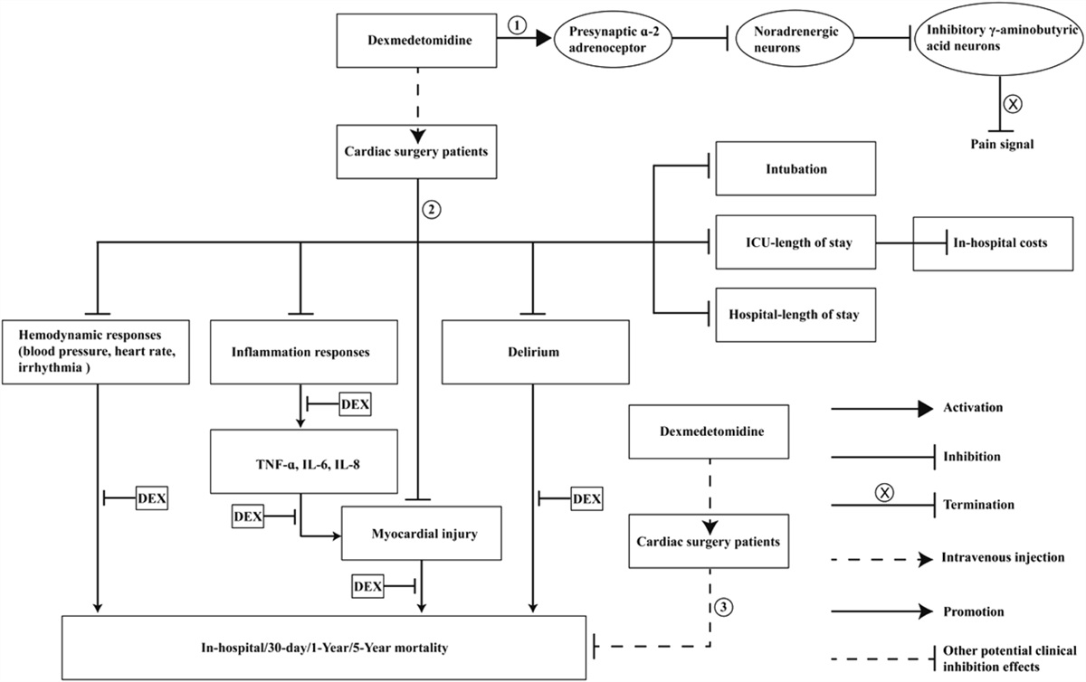 Effect of Dexmedetomidine on Cardiac Surgery Patients