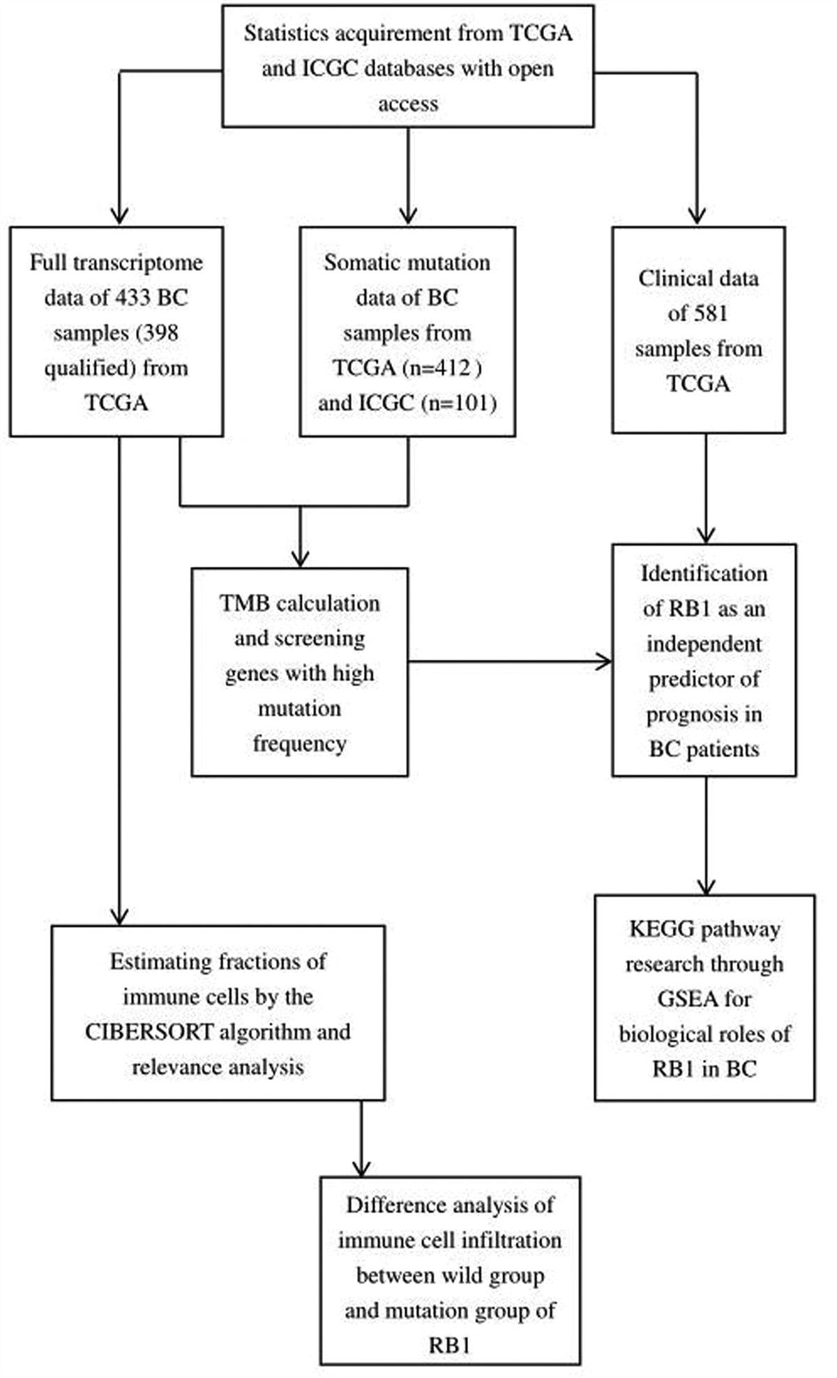 Identification and validation of RB1 as an immune-related prognostic signature based on tumor mutation burdens in bladder cancer