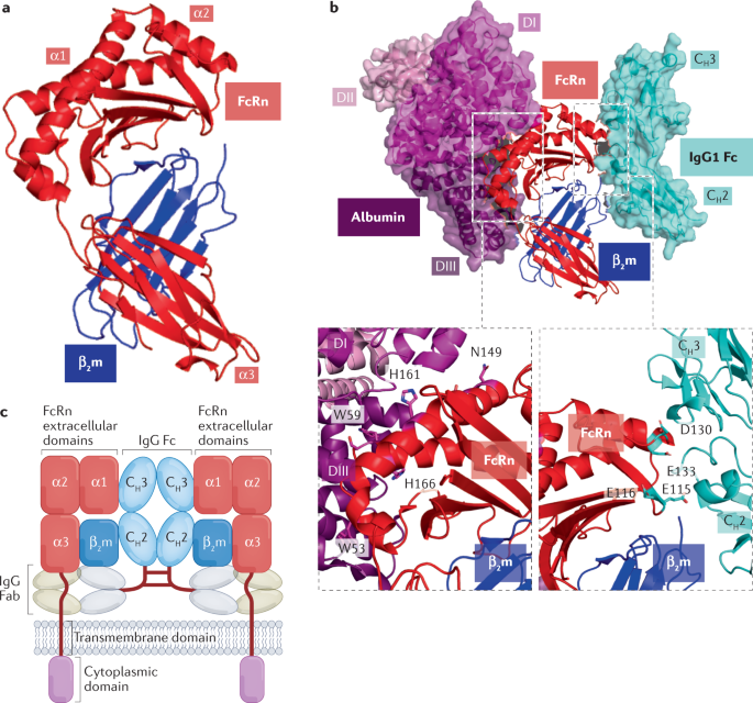 The therapeutic age of the neonatal Fc receptor