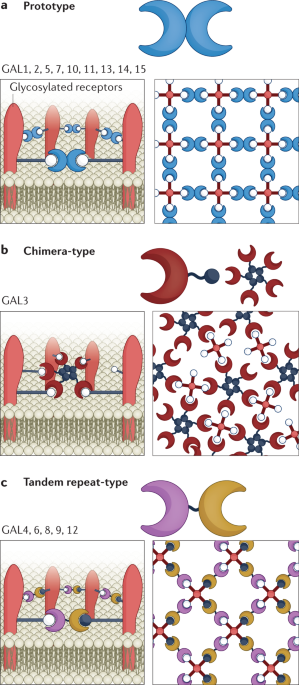 Targeting galectin-driven regulatory circuits in cancer and fibrosis