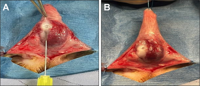 Characterization of a novel rabbit model of Peyronie’s disease