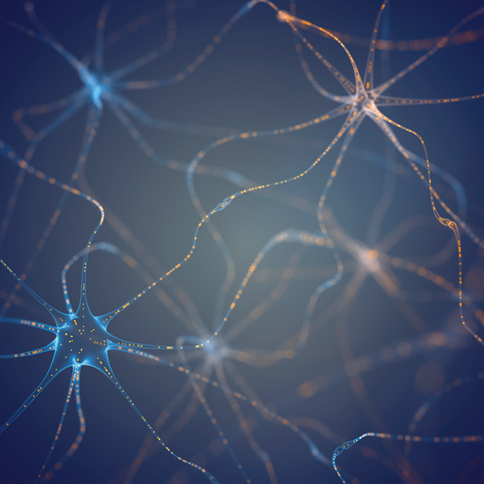 Serine slows diabetic neuropathy in mice