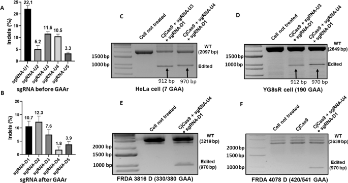Removal of the GAA repeat in the heart of a Friedreich’s ataxia mouse model using CjCas9