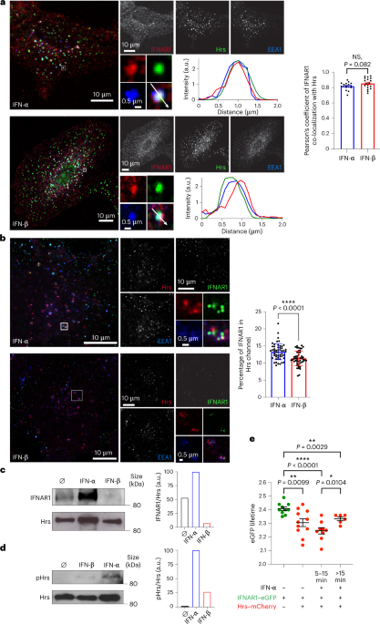 STAM and Hrs interact sequentially with IFN-α Receptor to control spatiotemporal JAK–STAT endosomal activation