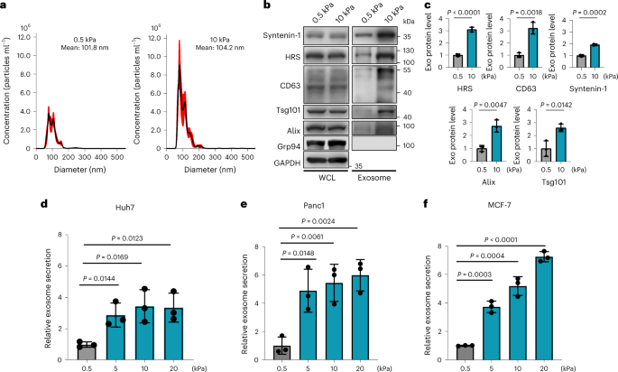 Stiff matrix induces exosome secretion to promote tumour growth