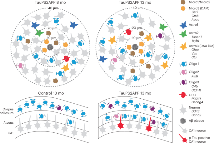 Precise mapping of molecular and cellular brain changes in Alzheimer’s disease