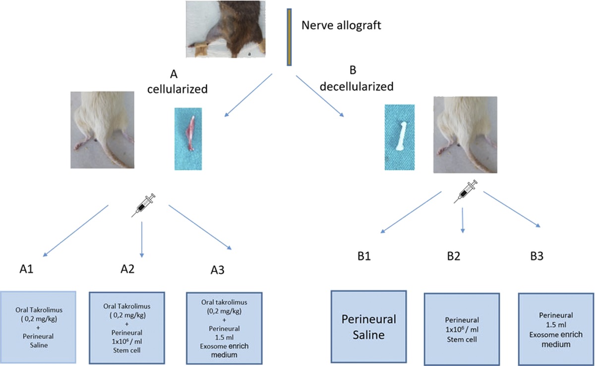 The Effects of Adipose-Derived Mesenchymal Stem Cells and Adipose-Derived Mesenchymal Stem Cell–Originating Exosomes on Nerve Allograft Regeneration: An Experimental Study in Rats